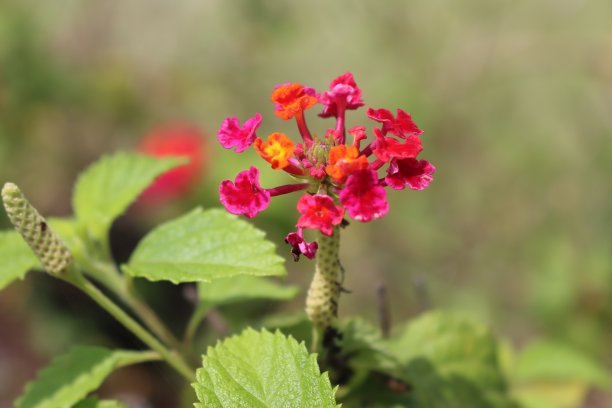 lantana