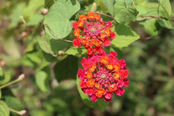 lantana