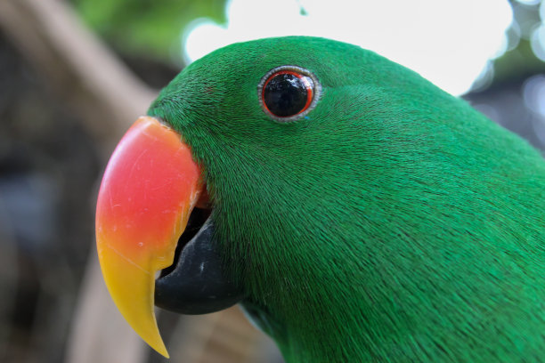 eclectus
