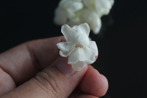 花,花簇,花头