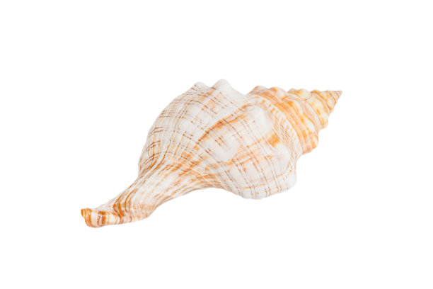 conch