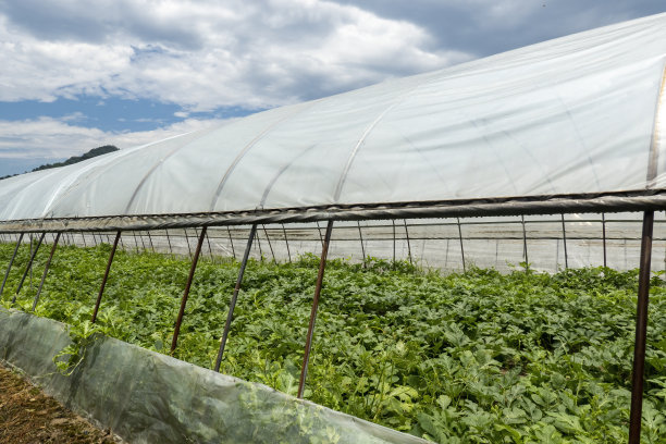 greenhouse