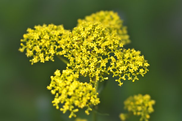 patrinia
