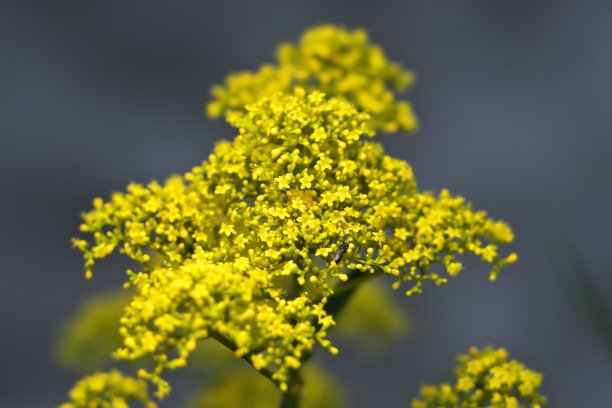 patrinia