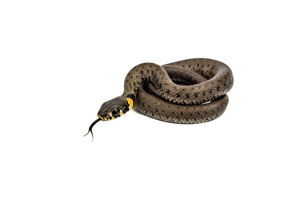 natrix