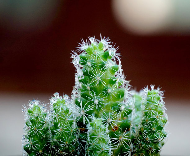gymnocalycium