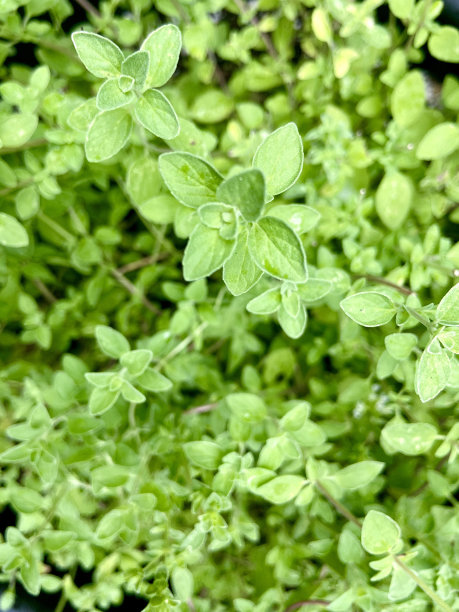 oregano