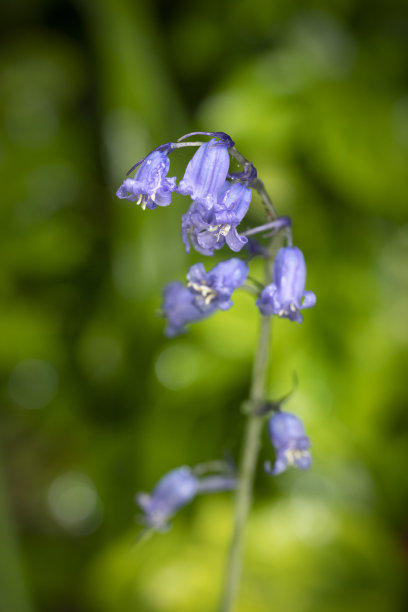 hyacinthoides