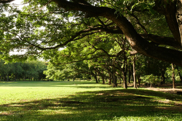 户外蓝天白云草地树林图片