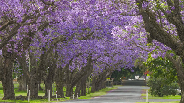 jacaranda