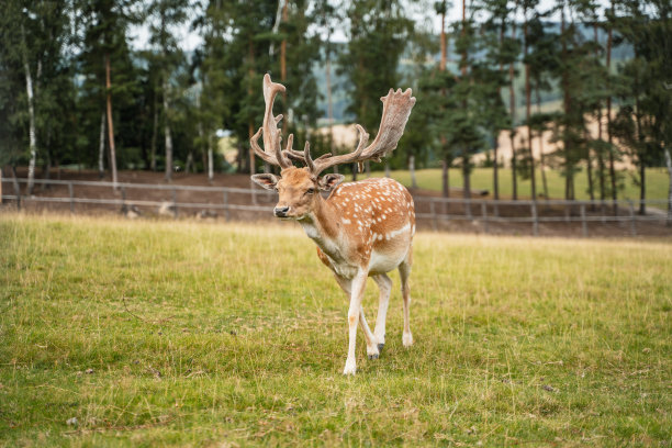 deer