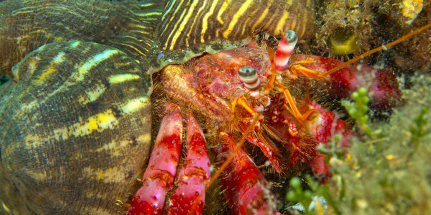 crustacean