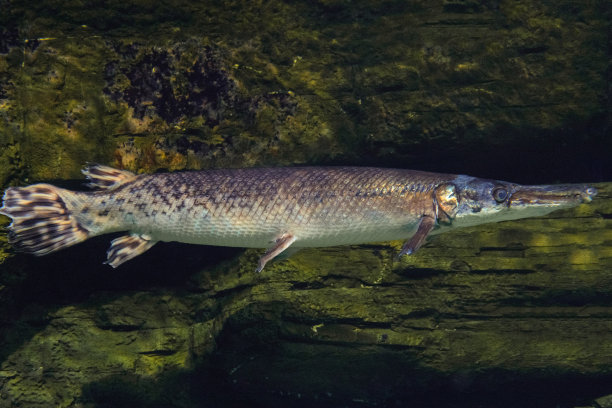 pike