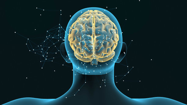 cerebrum