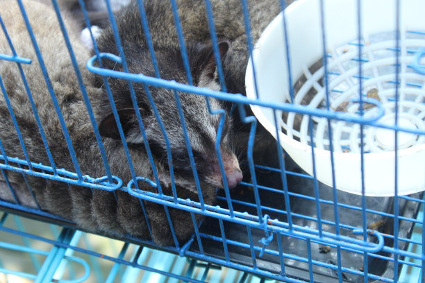 civet