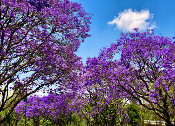 jacaranda