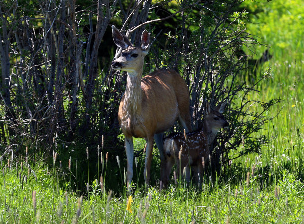 doe