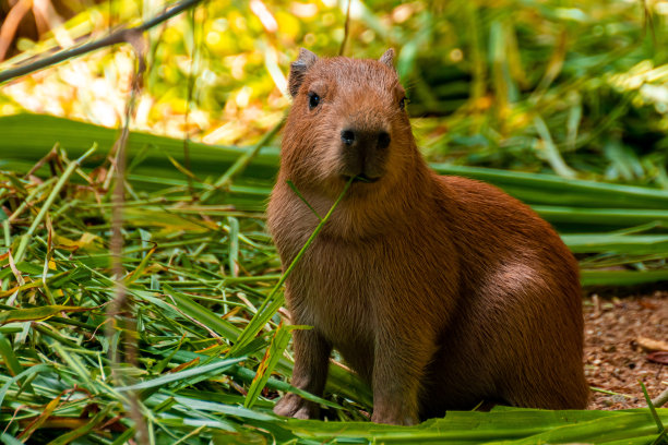 capybara