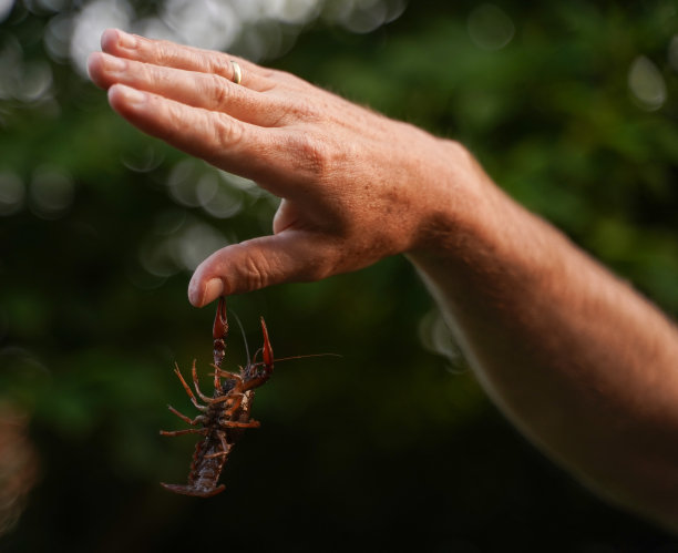 mudbugs