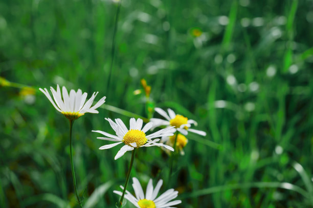 abundance