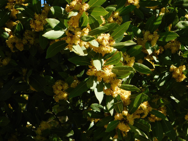 fragrans