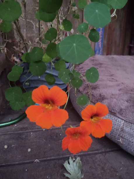 nasturtium