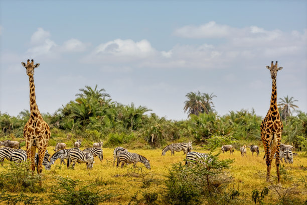 zebra