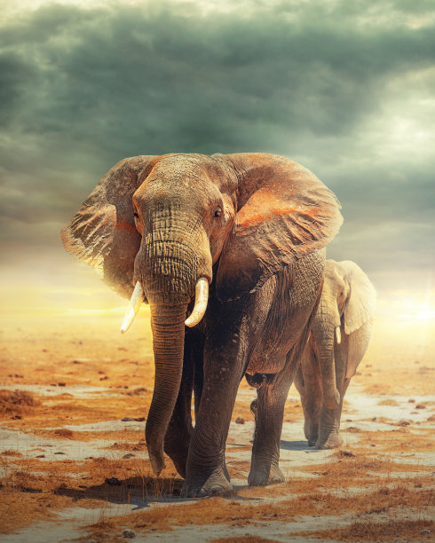 elephant