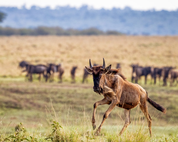 wildebeest
