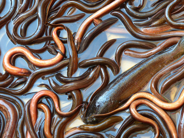 eel