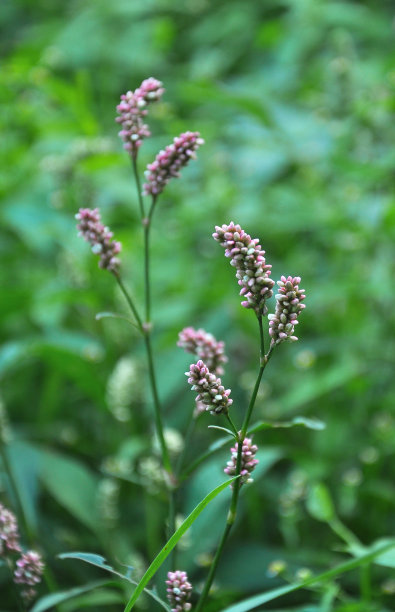 polygonum