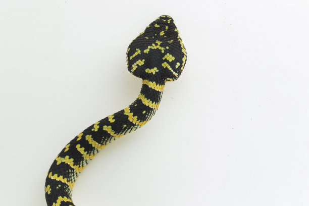 adders