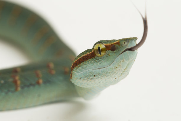 adders
