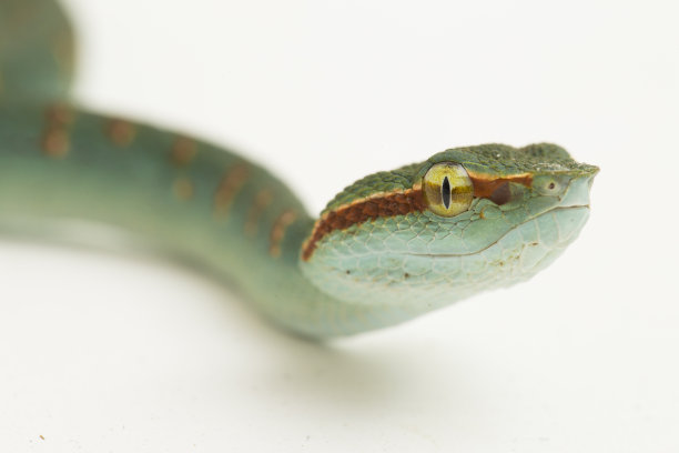 adders