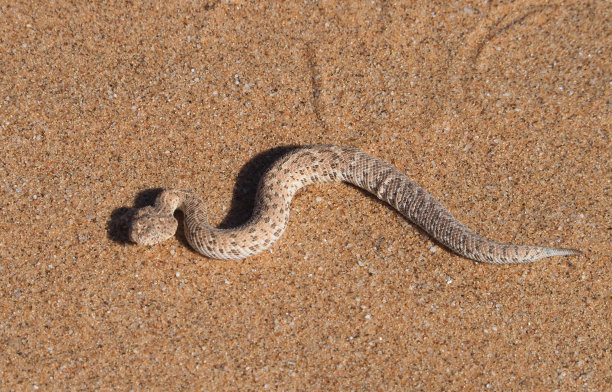 atheris