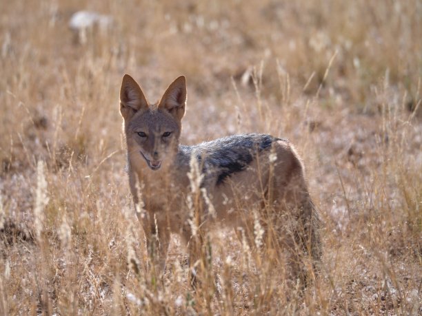 jackal