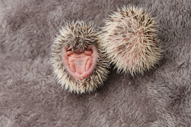 newborn