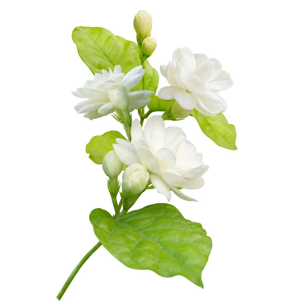 jasmine