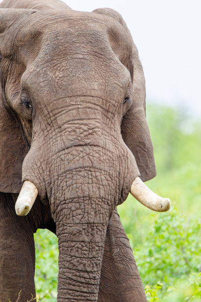 pachyderm