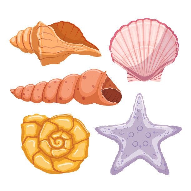 seashell
