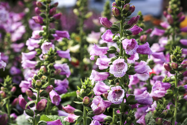 digitalis