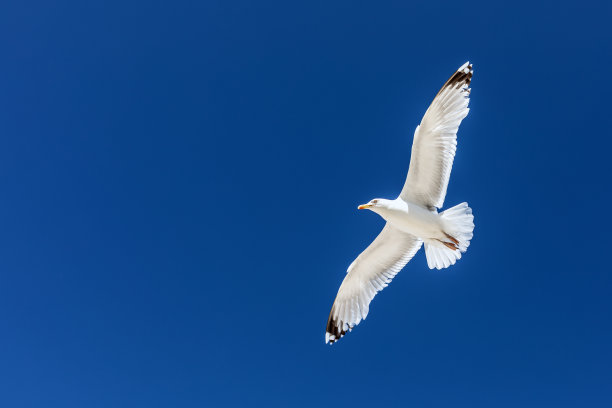 飞鸟蓝色大海壁纸