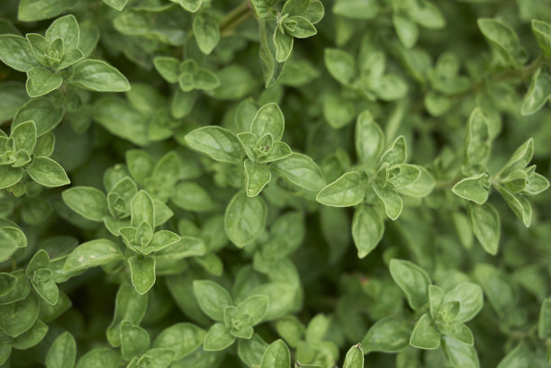 oregano