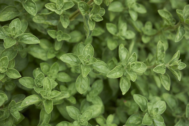 oregano