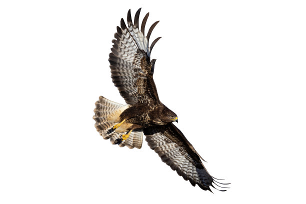 buzzard