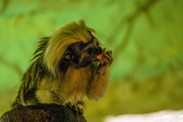 saguinus
