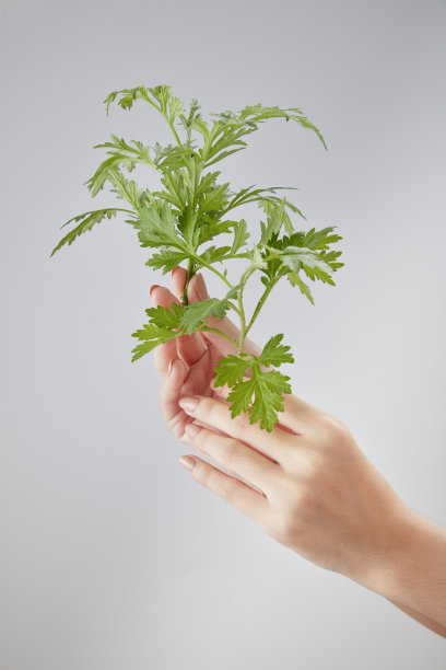 mugwort