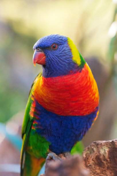 lorikeets