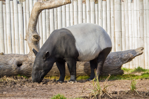 tapir