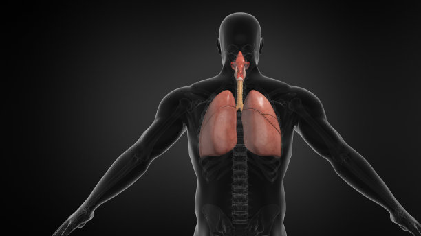 thymus